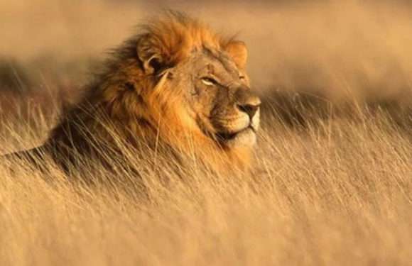 Найстрашніший звір. Дослідження показало, що африканські тварини бояться людини більше, ніж лева